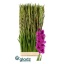 product/img.floraplaza.nl/129820-LIVE_fotos-0x25C63FEE81DF59C54B4DB5373DFAD17B59320DDA.jpg