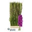product/img.floraplaza.nl/129820-LIVE_fotos-0x41E73E6A0862C82DCF119A6C6034600EC2347A9F.jpg