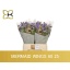 product/img.floraplaza.nl/129822-60-LIVE_fotos-0xA9F9E5003D5A22ADF220074E4EA338407B3C4A7F.jpg