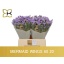 product/img.floraplaza.nl/129822-60-LIVE_fotos-0xF114ADFD89EA97EB6D0B1A7D249DD110B19676B3.jpg