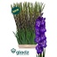 product/img.floraplaza.nl/129833-120-LIVE_fotos-0xC229B739B77009EF8CF31F6E633244FF36A6D213.jpg