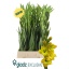 product/img.floraplaza.nl/129838-120-LIVE_fotos-0x4F144A0D32B40DF7E63F39DD4CD84ADA6CDF7F7F.jpg