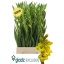 product/img.floraplaza.nl/129838-120-LIVE_fotos-0x60C6F1C6C2320EE8BD84135F825965413D44C607.jpg