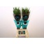 product/img.floraplaza.nl/129850-80-LIVE_fotos-0x4A9C75B0B7B56A9C0842954CC15FD3C1EEC29F4F.jpg