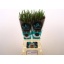 product/img.floraplaza.nl/129850-80-LIVE_fotos-0xB3B22A301BD1221E3FCCB9B1F0919B994E6E2896.jpg
