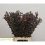 product/img.floraplaza.nl/129873-70-LIVE_fotos-0x795868CB46DBFD0C90F90898F5F049D4B94D045A.jpg