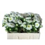 product/img.floraplaza.nl/129892-50-LIVE_fotos-0xE3F93B7FF8B5D0954362526770453D4A4F76796C.jpg
