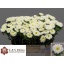 product/img.floraplaza.nl/129892-50-LIVE_fotos-0xFA5CE34EB2B91A2D671F9BDA12EBE2A661B1A8F7.jpg