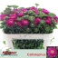 product/img.floraplaza.nl/129894-70-LIVE_fotos-0x6D1DE456FCDFF6A981667E16C8DB22CC2D84A36E.jpg