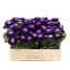 product/img.floraplaza.nl/129895-50-LIVE_fotos-0x8CFCD75191BDD12C64BEDEF00EE61206B843AF64.jpg