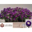 product/img.floraplaza.nl/129895-50-LIVE_fotos-0x96A60CF8B221E2DBC81A63833B09051E6E57A469.jpg