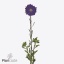 product/img.floraplaza.nl/129895-60-ART_fotos-VBN-vbn129895.jpg