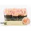 product/img.floraplaza.nl/129899-50-LIVE_fotos-0xF5D247E8CB014DC9CABE5AD81D8439D92608AC92.jpg