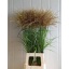 product/img.floraplaza.nl/129904-85-LIVE_fotos-0xE8D28FDE557E1F51484B2D9B010F9416FC700C44.jpg