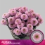 product/img.floraplaza.nl/129909-70-LIVE_fotos-0x04728A6821EBBC2E00740385487A70BF048EE010.jpg