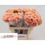 product/img.floraplaza.nl/129911-LIVE_fotos-0x0D31CA626EF0E34D1E503BA1302DA6DAB07AB4E2.jpg