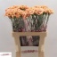product/img.floraplaza.nl/129911-LIVE_fotos-0x5895A6B870DE4622464A4DA9728C4818ED265271.jpg