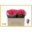 product/img.floraplaza.nl/12992-50-LIVE_fotos-0x92F5D6AD2C6D8091A669D3B94857127B7B23DDC7.jpg