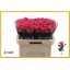 product/img.floraplaza.nl/12992-70-LIVE_fotos-0x0D8AC30AD3D3BE4ADDB697A17EDD8E4D61DCC99E.jpg