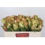 product/img.floraplaza.nl/129956-50-LIVE_fotos-0xC33333AF9CA843A40DAA929A3D3057DFD014C23E.jpg