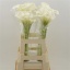 product/img.floraplaza.nl/129958-60-LIVE_fotos-0xF28370D3AD36154917832150B775BF47DB68B4C8.jpg