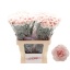 product/img.floraplaza.nl/129966-60-LIVE_fotos-0x39D7FFA07A1D4BD56D1C7A5911FC89CB8A594BAA.jpg