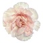 product/img.floraplaza.nl/129966-60-LIVE_fotos-0xB9AABCE0BA25DE9D69B654FD30501A63D871006E.jpg