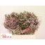 product/img.floraplaza.nl/129972-50-LIVE_fotos-0x89DBE8785BA9D13A66D1BF92D9CB7C921860EFAF.jpg