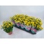 product/img.floraplaza.nl/129978-12-LIVE_fotos-0x0A7C76D7E6EB34B50E6A727F0077638C168C7D67.jpg