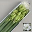 product/img.floraplaza.nl/129987-LIVE_fotos-0x8ACD94E464F78D6A10687A2145DAAB4D904D7268.jpg