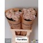 product/img.floraplaza.nl/130000-70-LIVE_fotos-0x3D0C813AA0AFEDAEB3732B5B0E3F5FF8B2640FB1.jpg