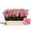 product/img.floraplaza.nl/130067-50-LIVE_fotos-0xDF72D7670878467FC56BDE1FEA24A7E9CFDE11E1.jpg