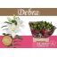 product/img.floraplaza.nl/130125-70-LIVE_fotos-0x727CC866A805FF7239EE070A341F1BDAC9DE8CBE.jpg