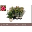 product/img.floraplaza.nl/130153-14-LIVE_fotos-0xBDB261F12A843E9A18B2CA46F823819339E1100A.jpg