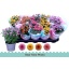 product/img.floraplaza.nl/130173-12-LIVE_fotos-0xE1C03EA0E865CF1F3EB93D3219F3AA88A99ACC5F.jpg