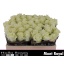 product/img.floraplaza.nl/130230-50-LIVE_fotos-0x6D7BFCCE02CAD3F37EE441403CFD22B8EC5C0D0D.jpg