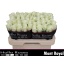 product/img.floraplaza.nl/130230-60-LIVE_fotos-0xF1D9D1525F3FDB262591B0825F5F78BA300233DD.jpg