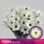 product/img.floraplaza.nl/130232-70-LIVE_fotos-0x8C068BA0688D9EAC80148DD4AC0457CDA25289B4.jpg