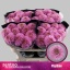 product/img.floraplaza.nl/130299-70-LIVE_fotos-0xAE13729158F24001D292268CBF6698B14F3030A5.jpg