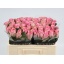 product/img.floraplaza.nl/130309-50-LIVE_fotos-0xA44E0DF9998F33BD42010CF45724FAF4E64AE3B3.jpg