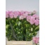 product/img.floraplaza.nl/130315-50-LIVE_fotos-0x0A0357D4AD7924FEDB4850D9179E6B2ED66CDA36.jpg