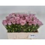 product/img.floraplaza.nl/130315-50-LIVE_fotos-0xB79CC20EBD5451177CE949AEFCB81C72A752C11F.jpg
