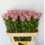 product/img.floraplaza.nl/130315-75-LIVE_fotos-0xF9FA5F38419BAA876D19B07C140437A2EDF13DD2.jpg