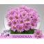 product/img.floraplaza.nl/130358-LIVE_fotos-0x432DA0D0A53952980F7AC3E78B872F3D14BFCB22.jpg