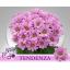 product/img.floraplaza.nl/130358-LIVE_fotos-0x45F8A1B1847CD56A0E1F01683E369AF5DEE93411.jpg