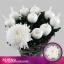 product/img.floraplaza.nl/130366-70-LIVE_fotos-0x5456AED95685FBF4854A24E19CD40F8231E69296.jpg
