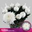 product/img.floraplaza.nl/130366-70-LIVE_fotos-0xEC7D8881112F5C98DE2573AC28D0E23023008FA1.jpg