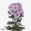 product/img.floraplaza.nl/130412-70-ART_fotos-VBN-vbn130412.jpg