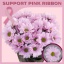 product/img.floraplaza.nl/130412-70-ASSORTI_fotos-Pink Ribbon 2025-Zentoo Chrys SP Precious 70cm 90gr.jpg