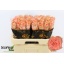 product/img.floraplaza.nl/130459-60-LIVE_fotos-0x3FDA72E5035A354A08C5247BC3BB11B99C32430E.jpg